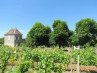 G324 Vineyard St. Quentin de Caplong