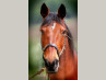 34520 Equestrian property secteur Bergerac
